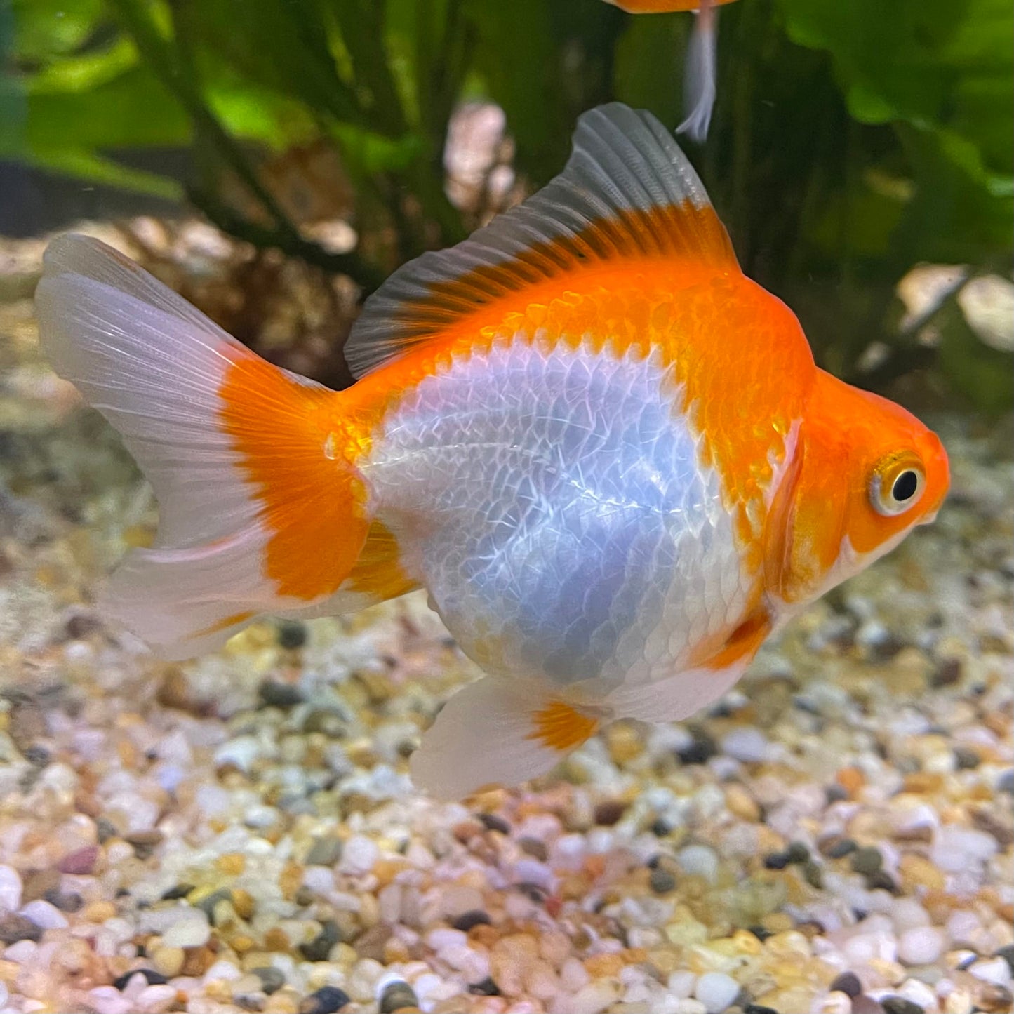 the-fish-farm Goldfish 9cm Ryukin Goldfish - Red & White one only - 4 Red & White Ryukin Goldfish - The Fish Farm