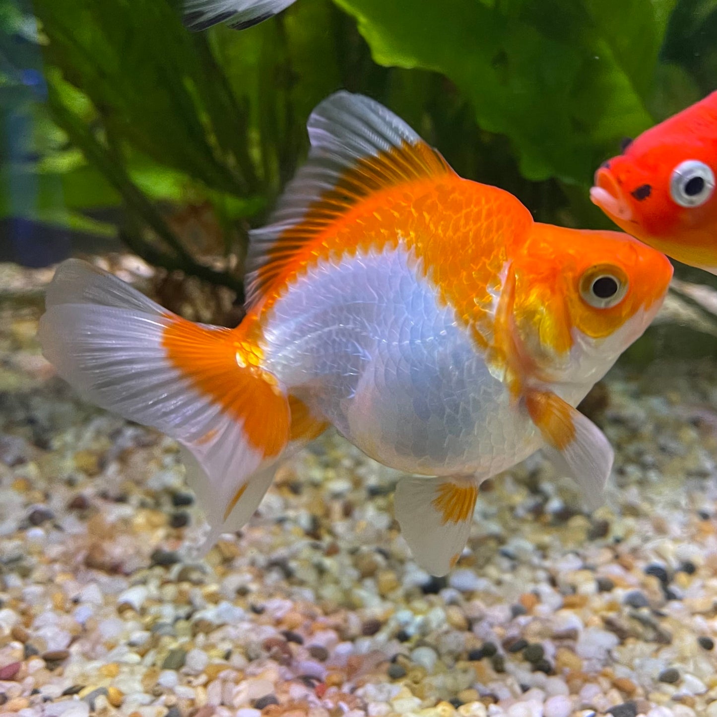the-fish-farm Goldfish 9cm Ryukin Goldfish - Red & White one only - 4 Red & White Ryukin Goldfish - The Fish Farm
