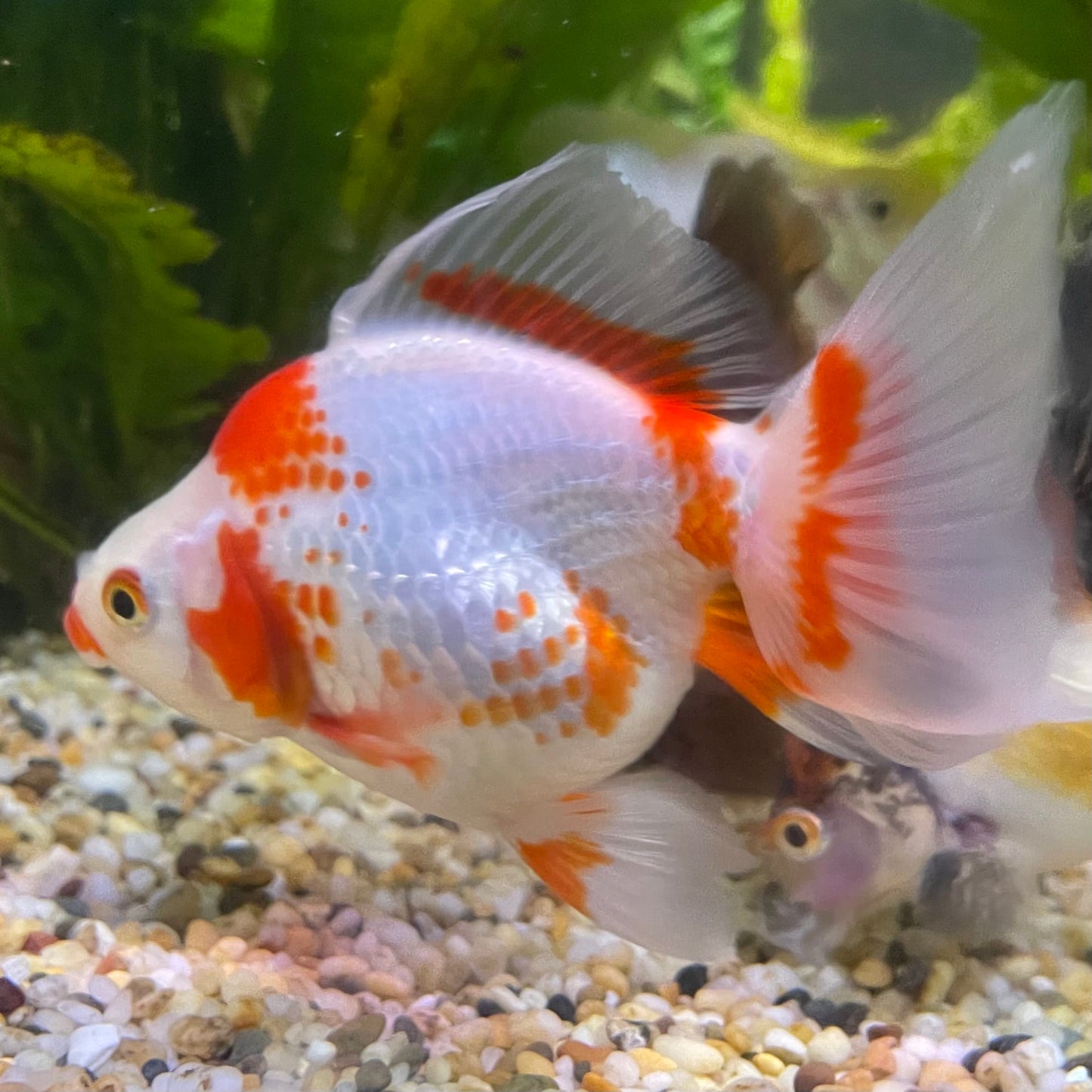 the-fish-farm Goldfish 9cm Ryukin Goldfish - Red & White one only - 5 Red & White Ryukin Goldfish - The Fish Farm
