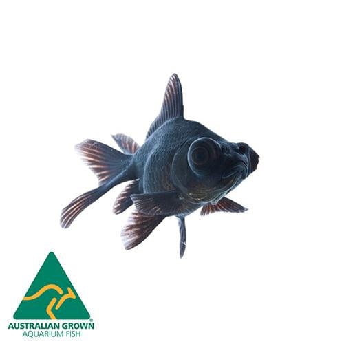 the-fish-farm Goldfish Black Moor Goldfish Black Moor Goldfish - The Fish Farm