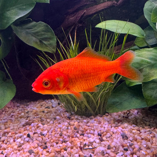 the-fish-farm Goldfish Comet Goldfish - Assorted Colours Assorted Comet Goldfish - The Fish Farm