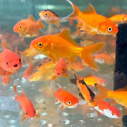 the-fish-farm Goldfish Comet Goldfish - Assorted Colours Assorted Comet Goldfish - The Fish Farm