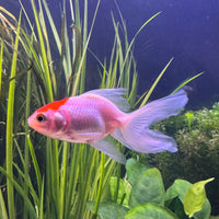 the-fish-farm Goldfish Fantail Goldfish - Assorted Colours Fantail Goldfish - Assorted Colours - The Fish Farm