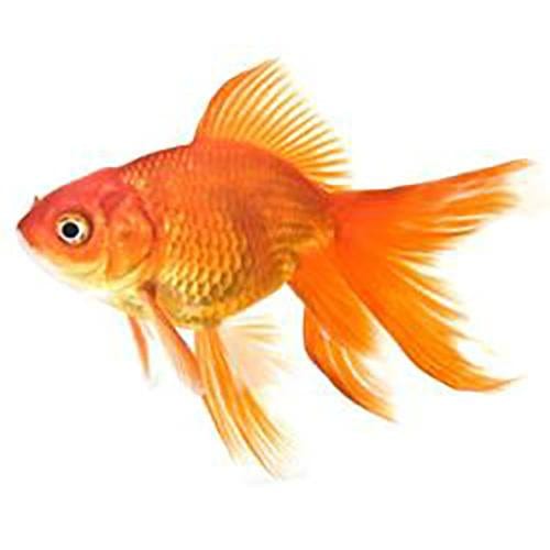 the-fish-farm Goldfish Fantail Goldfish - Red 5cm Red Fantail 5cm - The Fish Farm