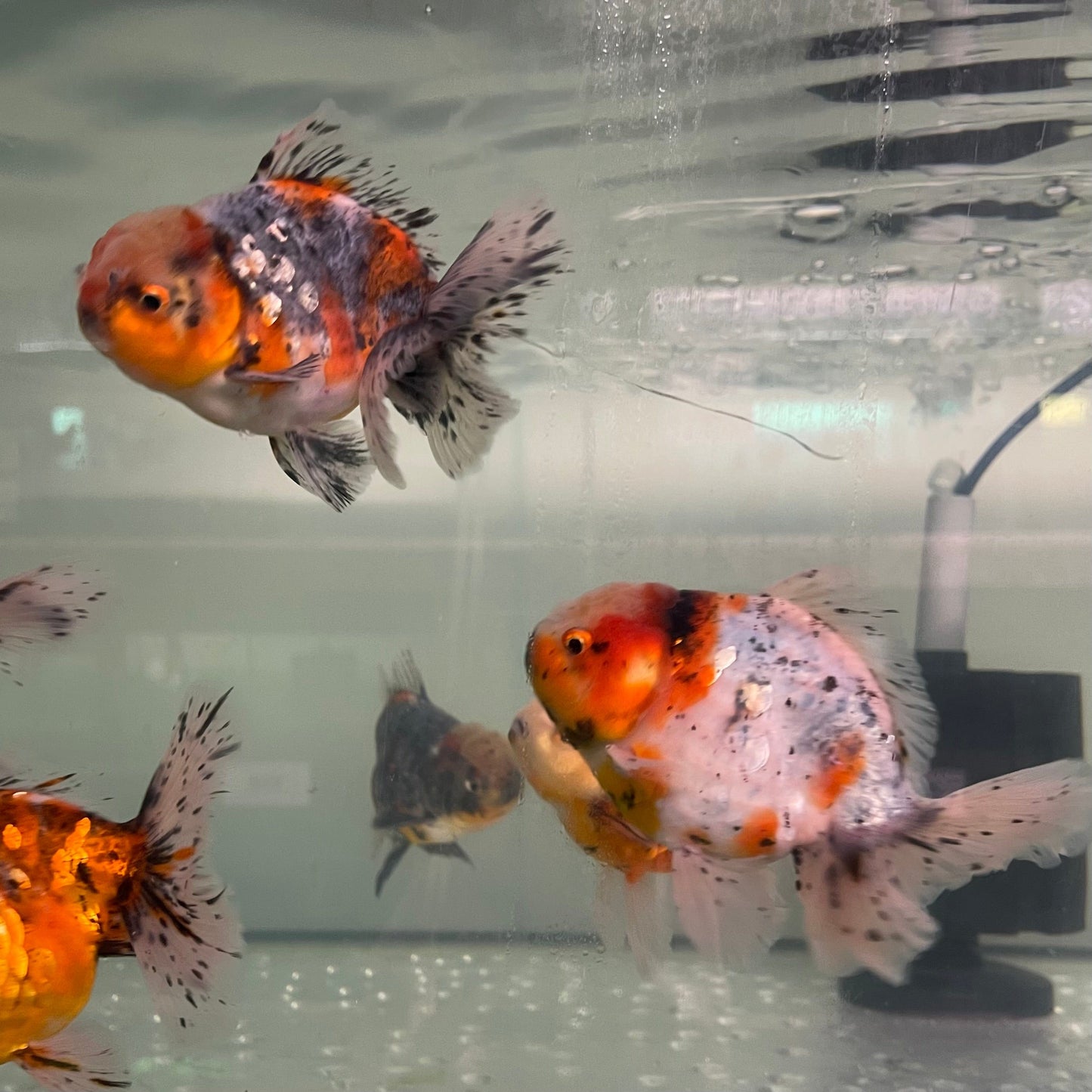 the-fish-farm Goldfish Oranda Goldfish - Calico Oranda Goldfish - Calico - The Fish Farm Australia
