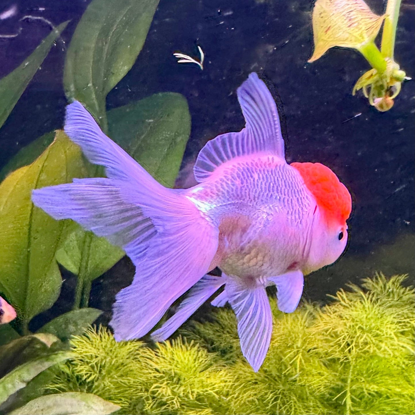 the-fish-farm Goldfish Oranda Goldfish - Red Cap