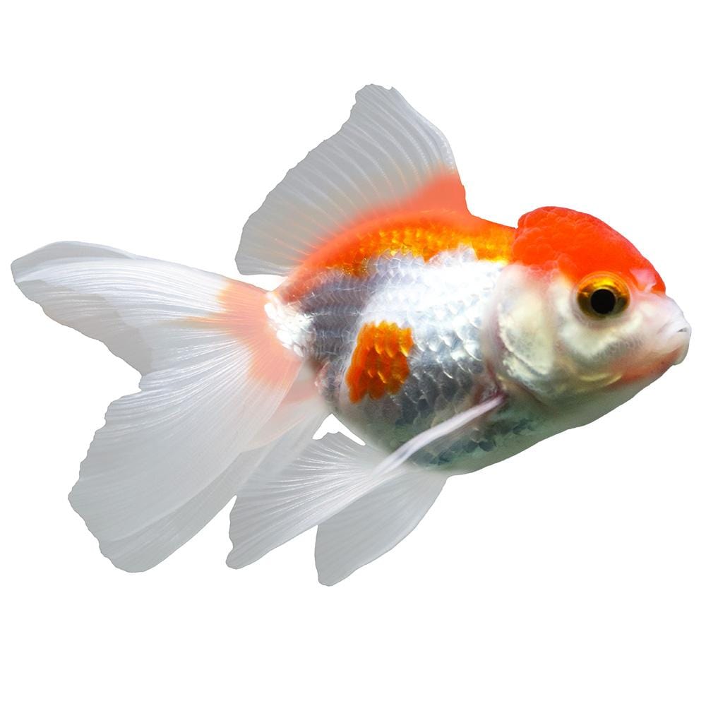the-fish-farm Goldfish Oranda Goldfish - Red & White Red & White Oranda Goldfish - The Fish Farm