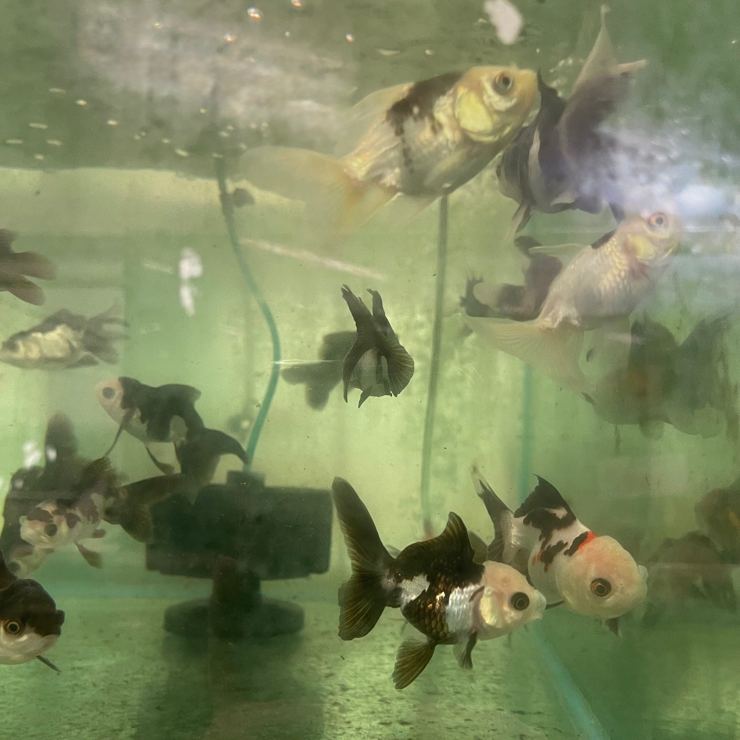 the-fish-farm Goldfish Oranda - Panda Panda Oranda - The Fish Farm Australia