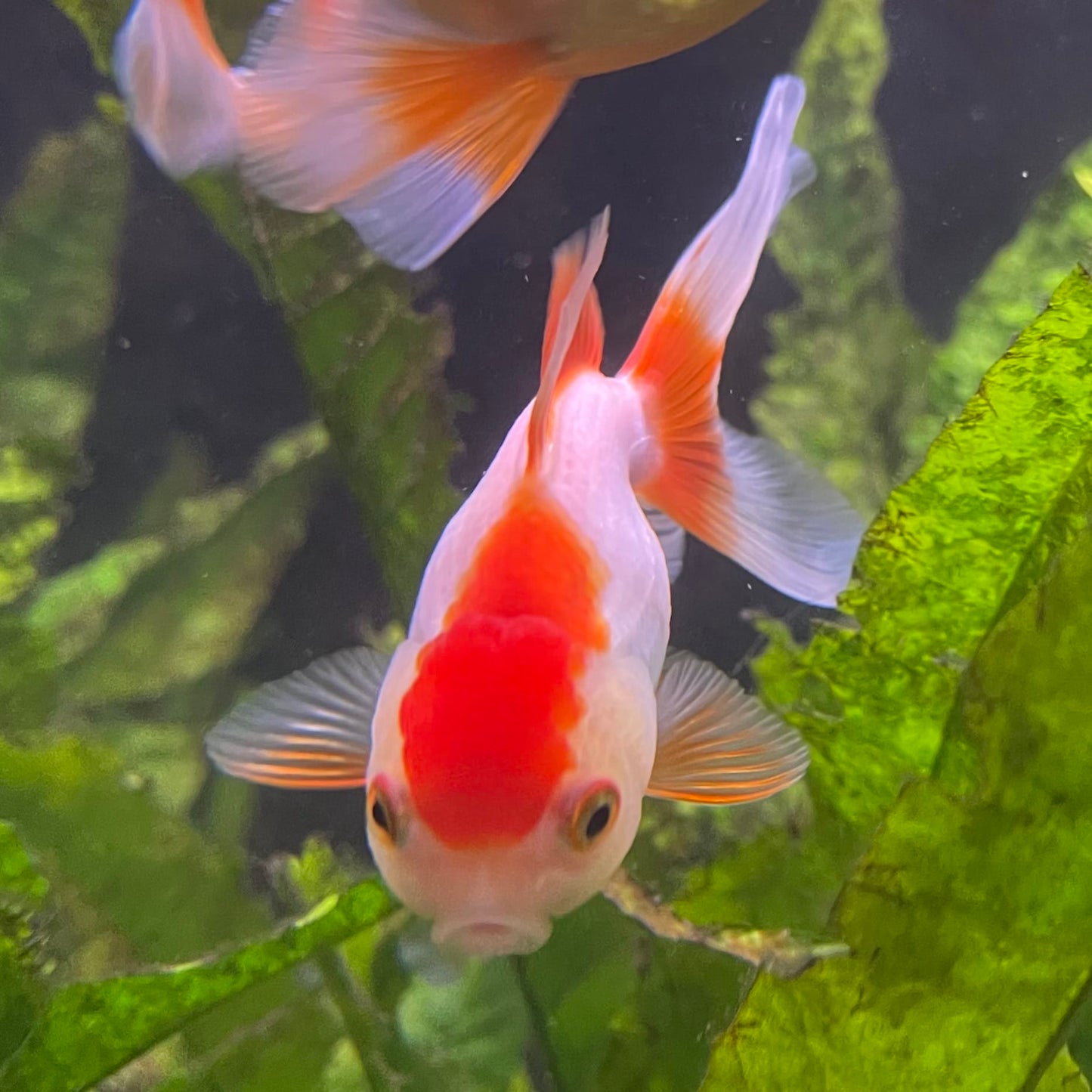 the-fish-farm Goldfish Oranda - red and white One Only- 6 Tri Colour Oranda - The Fish Farm Australia