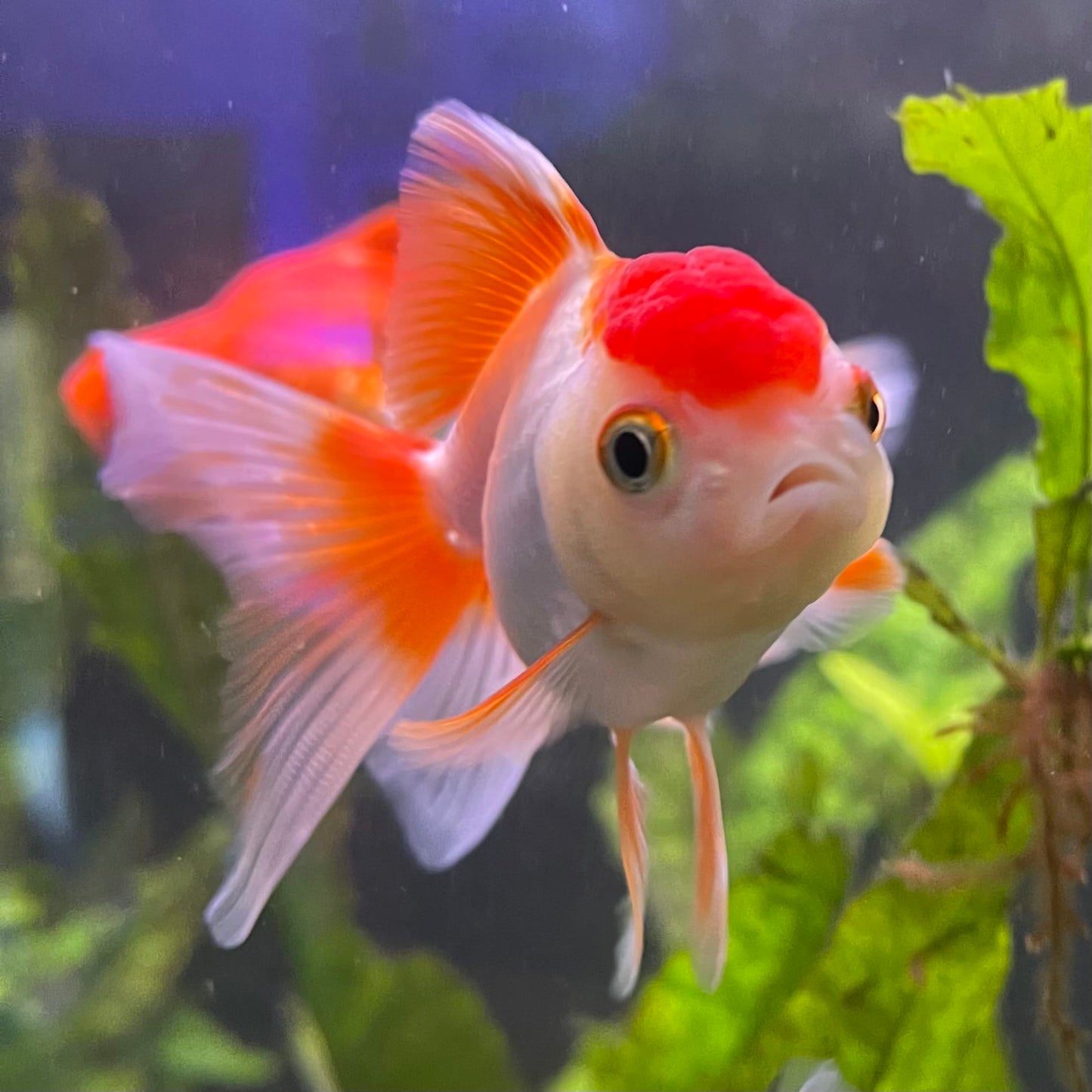 the-fish-farm Goldfish Oranda - red and white One Only- 6 Tri Colour Oranda - The Fish Farm Australia