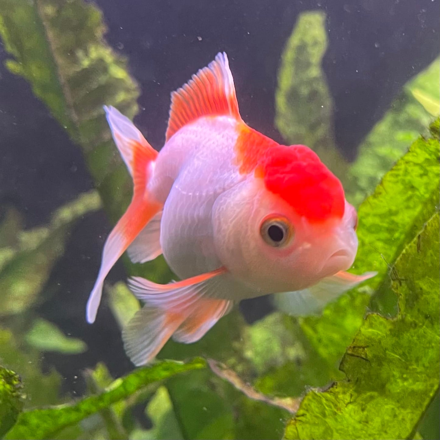the-fish-farm Goldfish Oranda - red and white One Only- 6 Tri Colour Oranda - The Fish Farm Australia