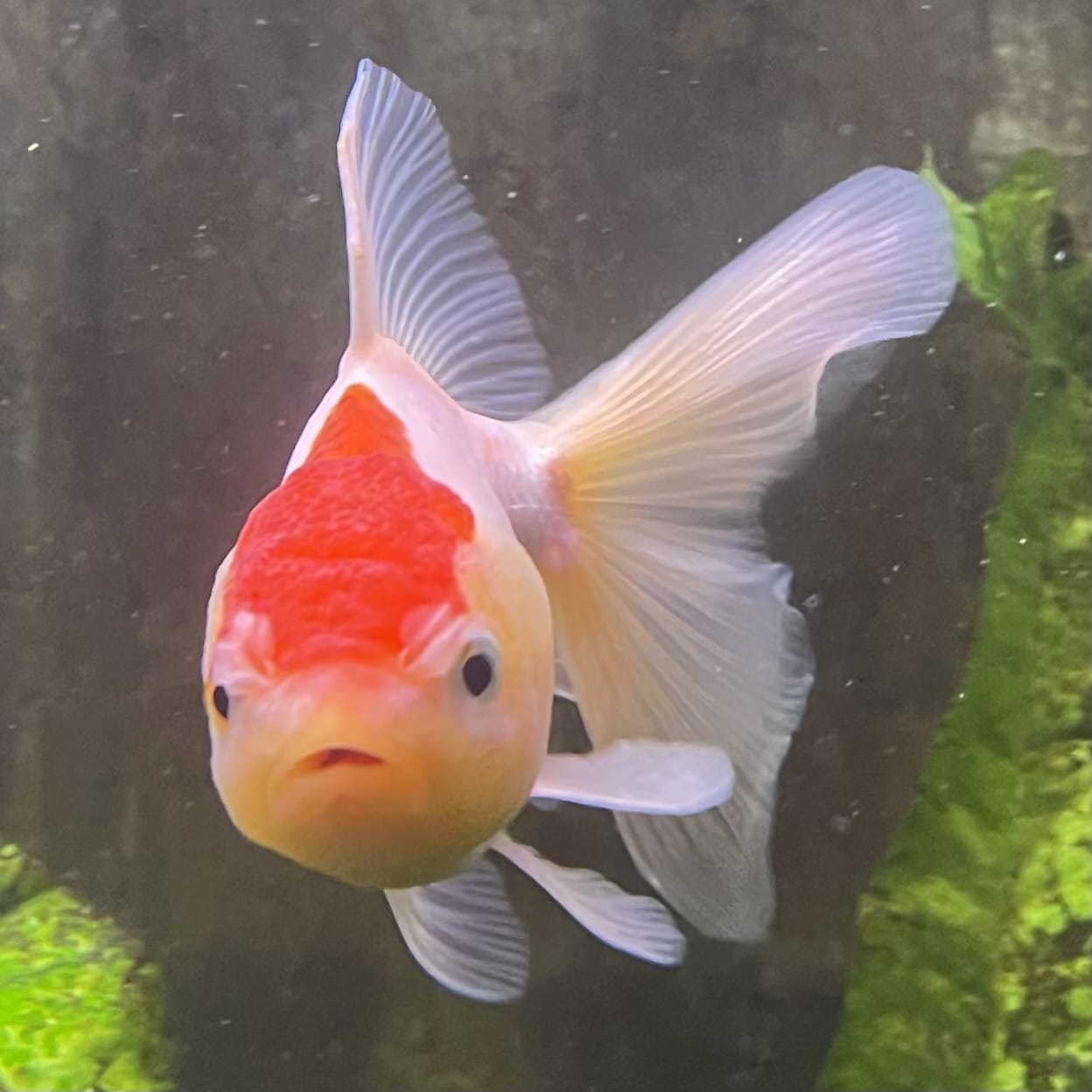 the-fish-farm Goldfish Oranda - red and white One Only- 6 Tri Colour Oranda - The Fish Farm Australia