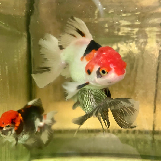 the-fish-farm Goldfish Oranda - Tri Colour 5cm Tri Colour Oranda 5cm- The Fish Farm