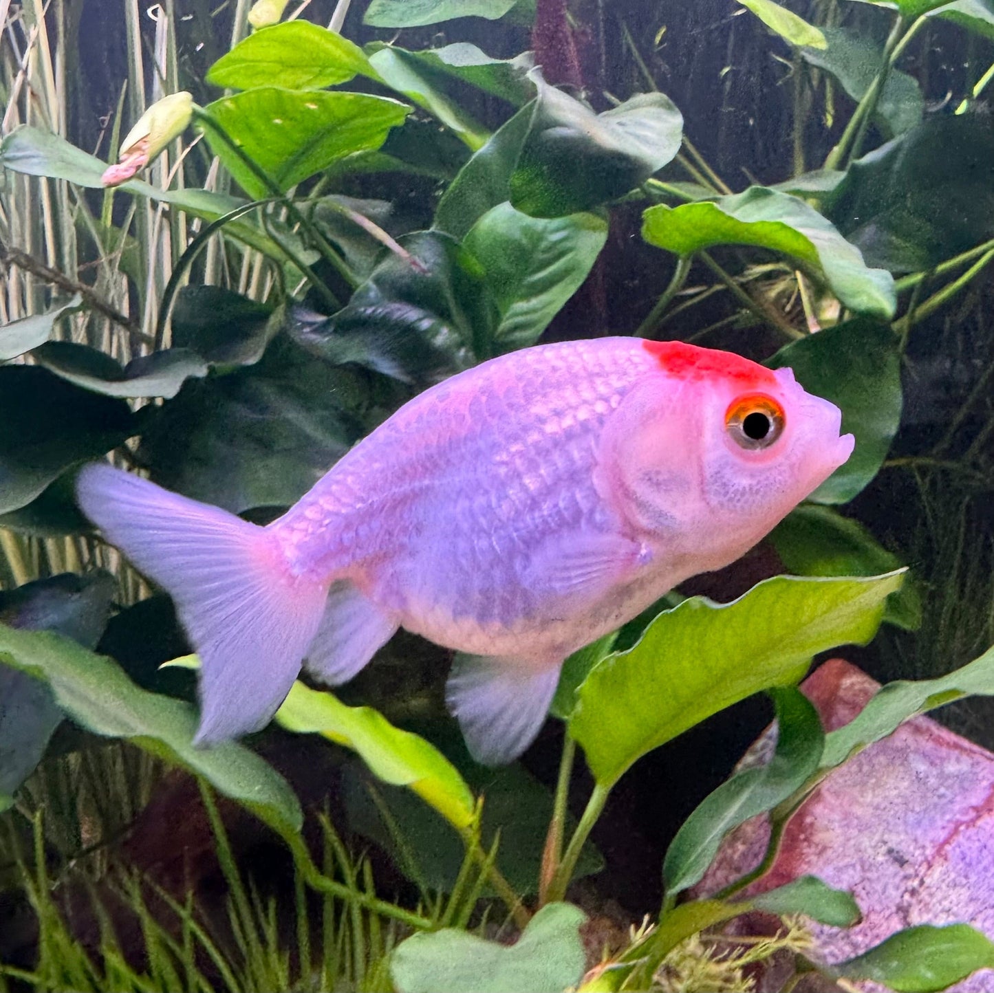 the-fish-farm Goldfish Ranchu Goldfish - Assorted Colours