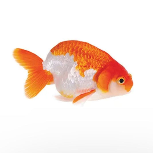 the-fish-farm Goldfish Ranchu Goldfish - Assorted Colours