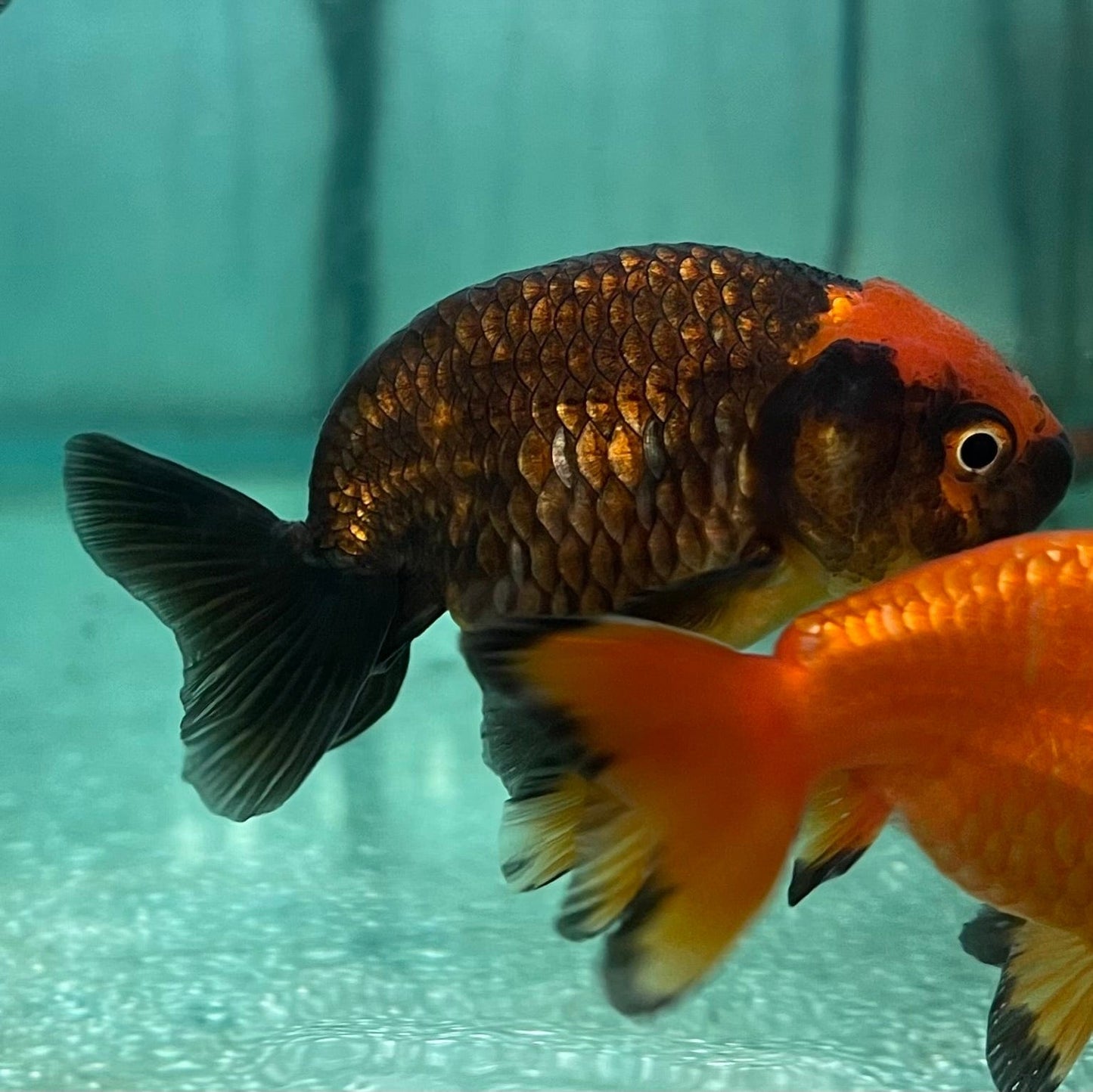 the-fish-farm Goldfish Ranchu Goldfish - Assorted Colours