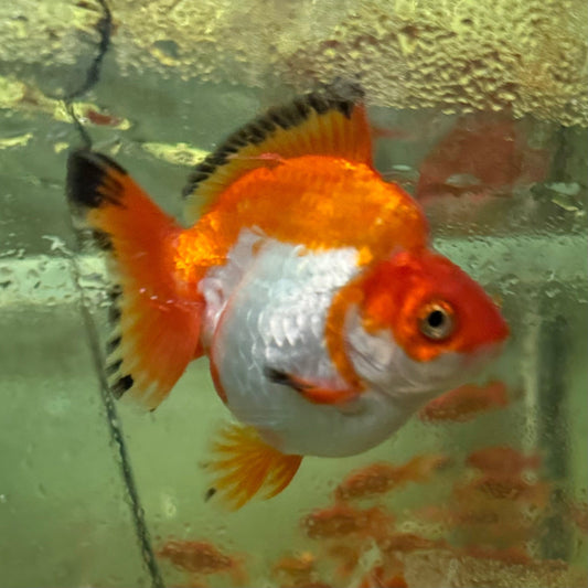 the-fish-farm Goldfish Ryukin Goldfish - Assorted Colours Ryukin Goldfish - Assorted Colours - The Fish Farm