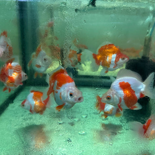 the-fish-farm Goldfish Ryukin Goldfish - Assorted Colours Ryukin Goldfish - Assorted Colours - The Fish Farm