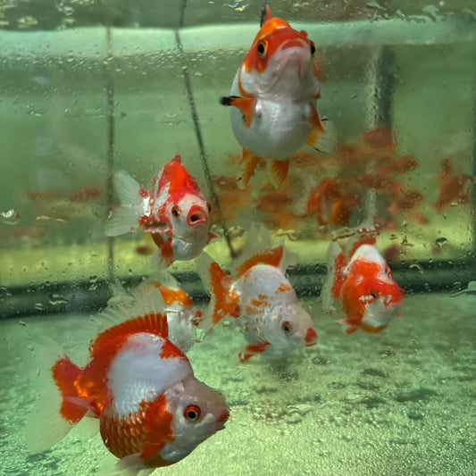 the-fish-farm Goldfish Ryukin Goldfish - Assorted Colours Ryukin Goldfish - Assorted Colours - The Fish Farm