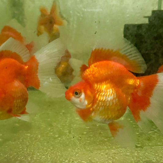 the-fish-farm Goldfish Ryukin Goldfish - Red Ryukin Goldfish - Assorted Colours - The Fish Farm