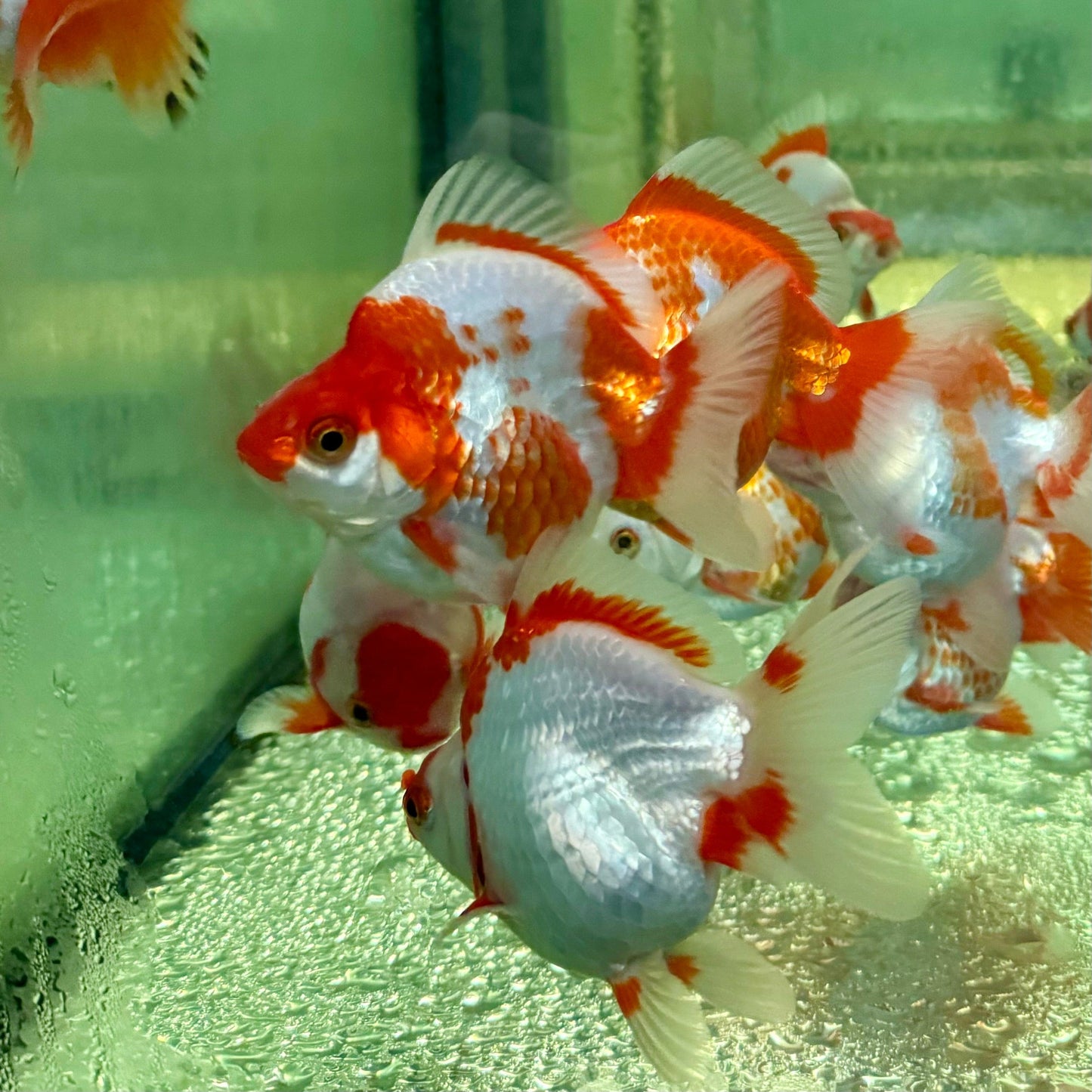 the-fish-farm Goldfish Ryukin Goldfish - Red & White Ryukin Goldfish - Assorted Colours - The Fish Farm