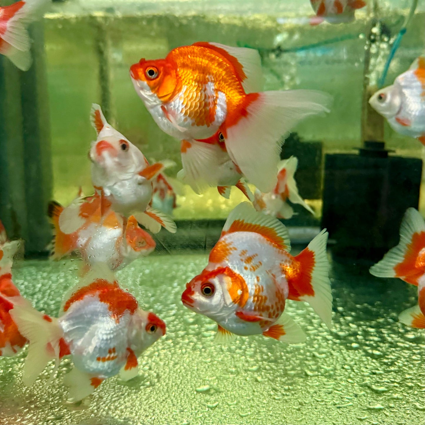 the-fish-farm Goldfish Ryukin Goldfish - Red & White Ryukin Goldfish - Assorted Colours - The Fish Farm