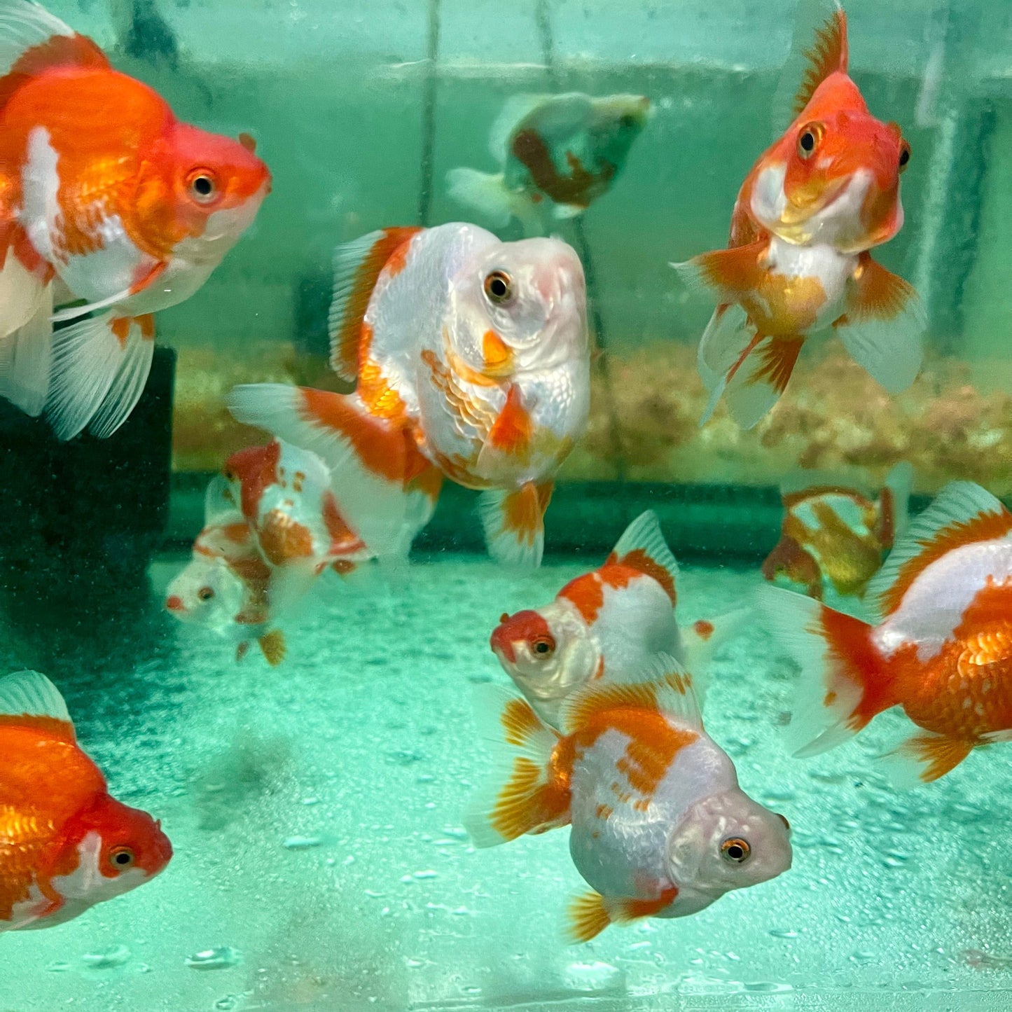 the-fish-farm Goldfish Ryukin Goldfish - Red & White Ryukin Goldfish - Assorted Colours - The Fish Farm