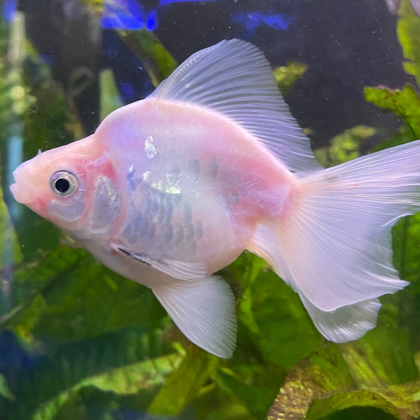the-fish-farm Goldfish Ryukin Goldfish - White one only - 3 Red & White Ryukin Goldfish - The Fish Farm