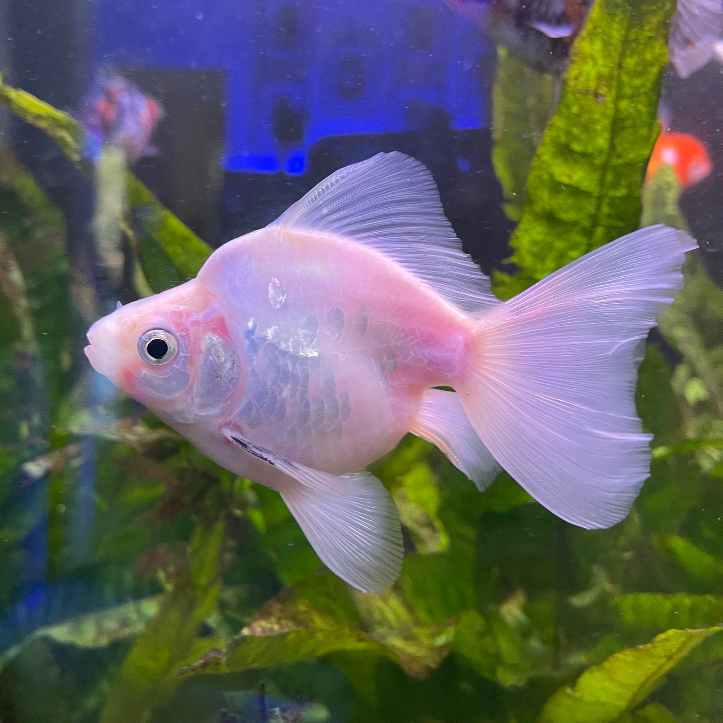 the-fish-farm Goldfish Ryukin Goldfish - White one only - 3 Red & White Ryukin Goldfish - The Fish Farm