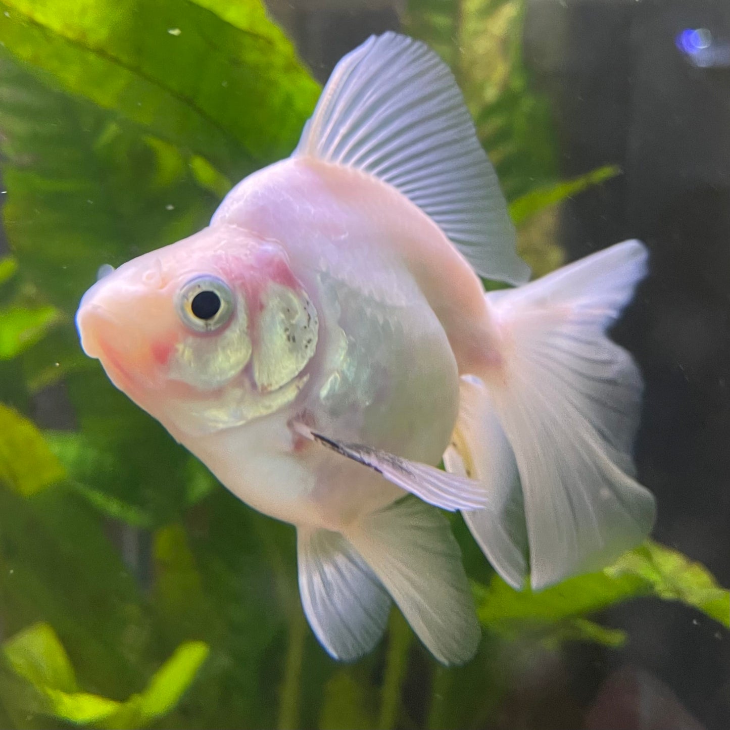the-fish-farm Goldfish Ryukin Goldfish - White one only - 3 Red & White Ryukin Goldfish - The Fish Farm