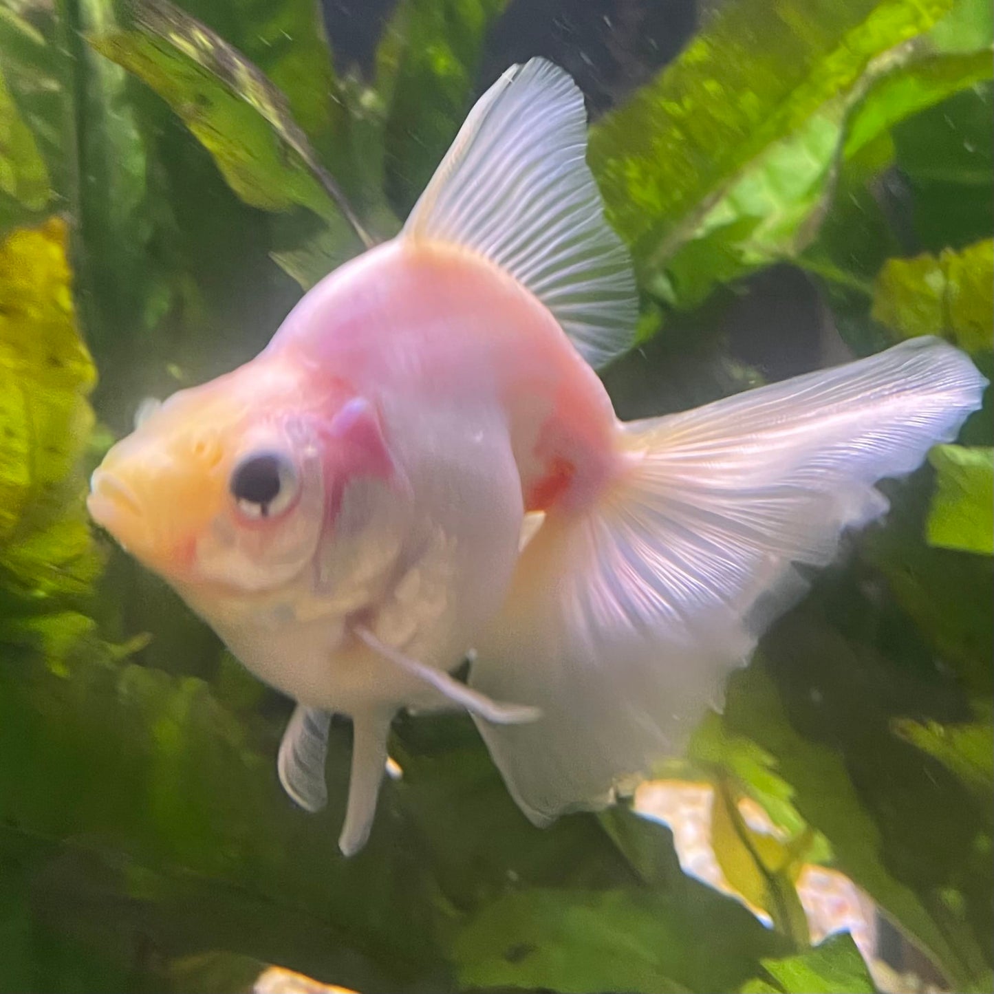 the-fish-farm Goldfish Ryukin Goldfish - White one only - 3 Red & White Ryukin Goldfish - The Fish Farm