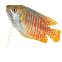 the-fish-farm Gourami Dwarf Neon Gourami Dwarf Neon Gourami - The Fish Farm
