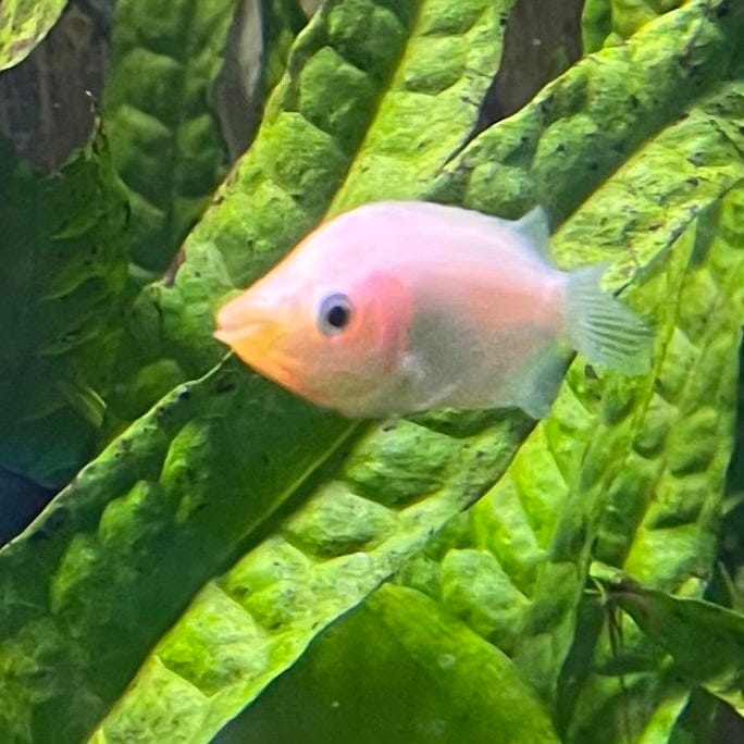the-fish-farm Gourami Kissing Gourami Kissing Gourami - The Fish Farm