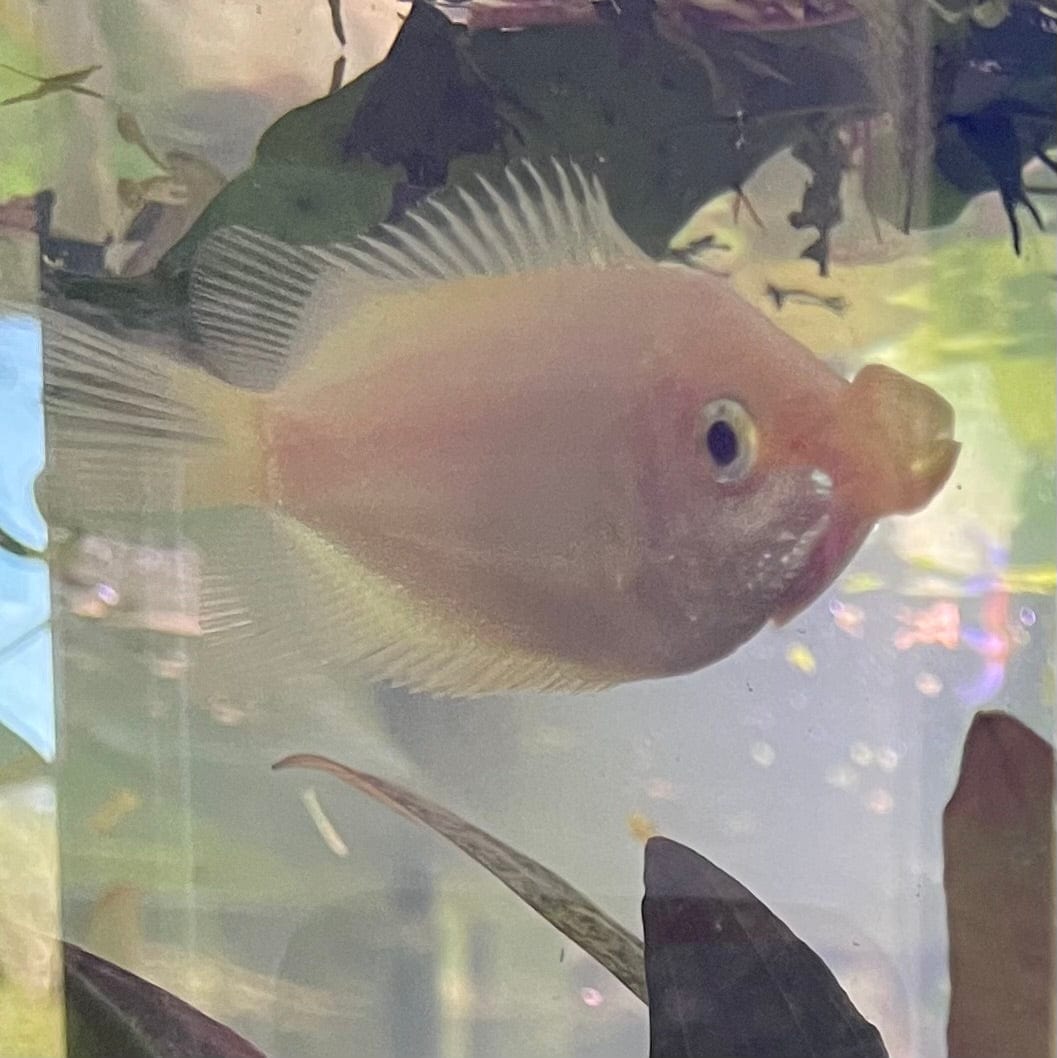 the-fish-farm Gourami Kissing Gourami Kissing Gourami - The Fish Farm