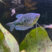the-fish-farm Gourami Opaline Gourami Opaline Gourami - The Fish Farm