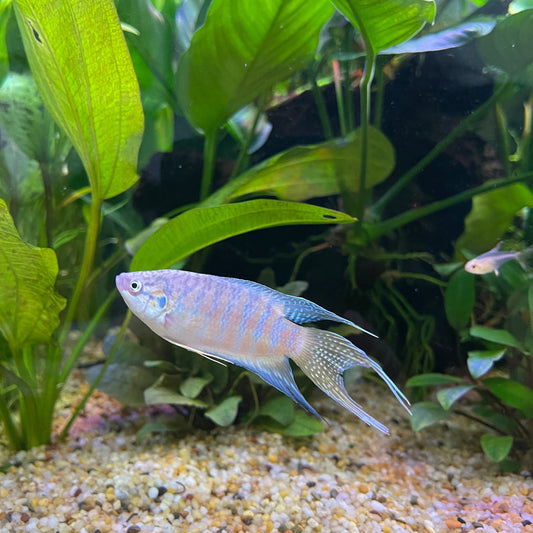 the-fish-farm Gourami Paradise Fish Paradise Fish - The Fish Farm
