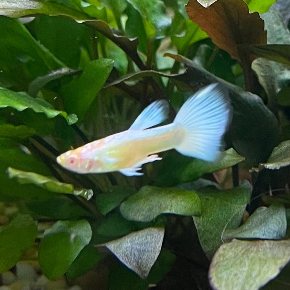 the-fish-farm Guppy Albino Platinum Guppy - Male 3-4cm Buy Male Albino Platinum Guppy from The Fish Farm Australia