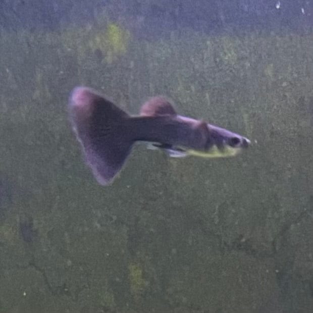 the-fish-farm Guppy Black Moscow Guppy - Male 3-4cm Buy Male Black Moscow Guppy from The Fish Farm Australia
