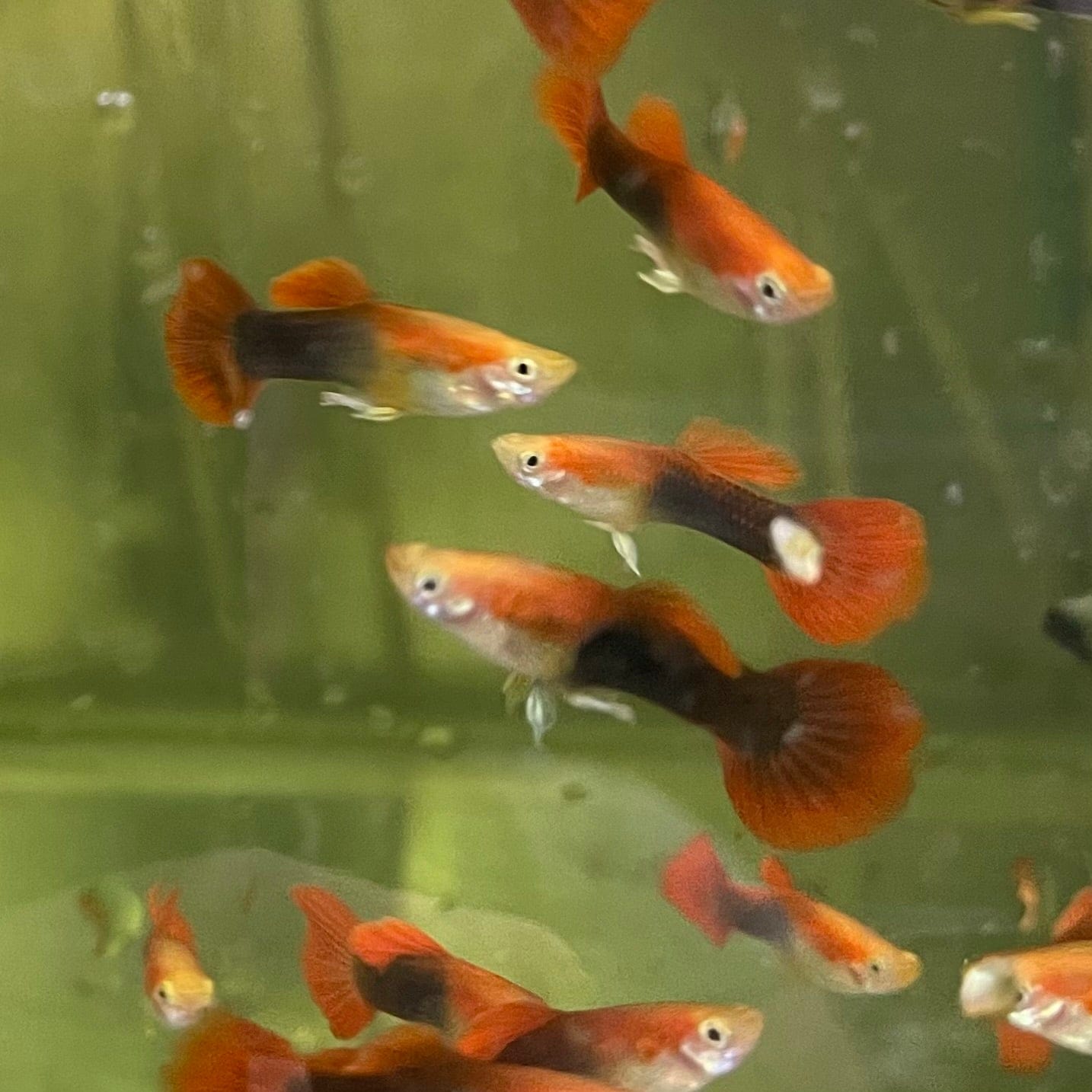 the-fish-farm Guppy Blond Red Tuxedo Guppy - Male 3-4cm Buy Blond Red Tuxedo Guppy - Male from The Fish Farm Australia