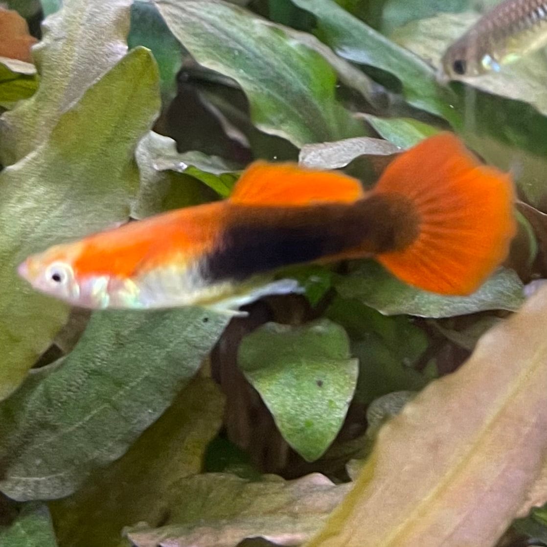 the-fish-farm Guppy Blond Red Tuxedo Guppy - Male 3-4cm Buy Blond Red Tuxedo Guppy - Male from The Fish Farm Australia