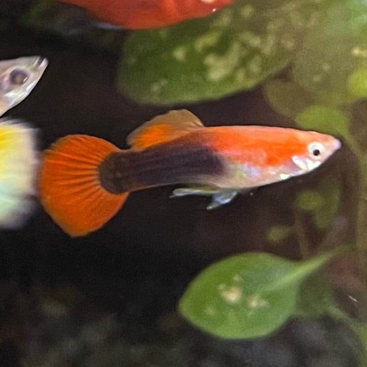 the-fish-farm Guppy Blond Red Tuxedo Guppy - Male 3-4cm Buy Blond Red Tuxedo Guppy - Male from The Fish Farm Australia