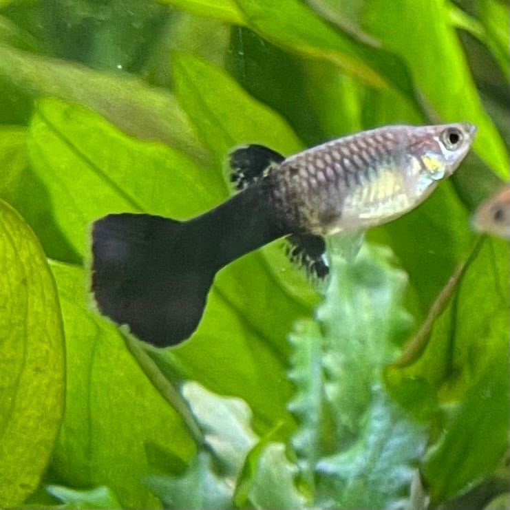 the-fish-farm Guppy Blue Cobra Guppy - Female 3-4cm Buy Blue Cobra Guppy Female direct from The Fish Farm
