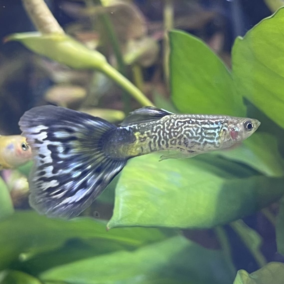 the-fish-farm Guppy Blue Cobra Guppy - Male 3-4cm Buy Blue Cobra Guppy Male direct from The Fish Farm