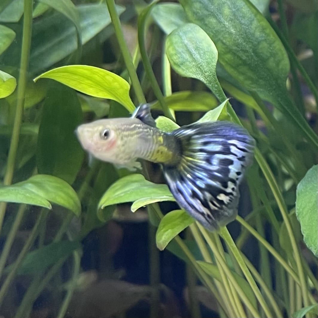 the-fish-farm Guppy Blue Cobra Guppy - Male 3-4cm Buy Blue Cobra Guppy Male direct from The Fish Farm