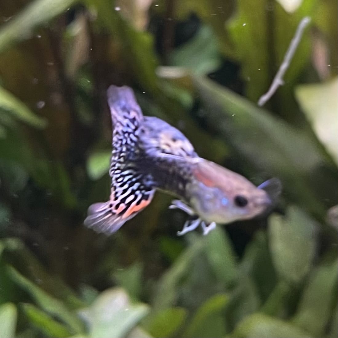the-fish-farm Guppy Blue Dragon Mosiac Guppy - Male 3-4cm Buy Male Blue Dragon Mosaic Guppy from The Fish Farm Australia