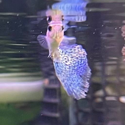 the-fish-farm Guppy Blue Grass Guppy - Male 3-4cm Buy Male Blue Grass Guppies from The Fish Farm Australia