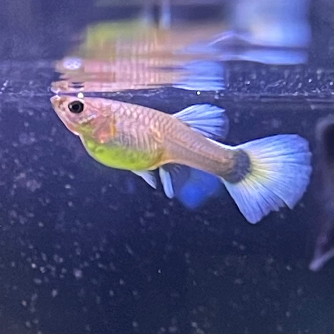 the-fish-farm Guppy Blue Sapphire Guppy - Female 3-4cm Buy female Blue Sapphire Guppy shipped direct from The Fish Farm Australia