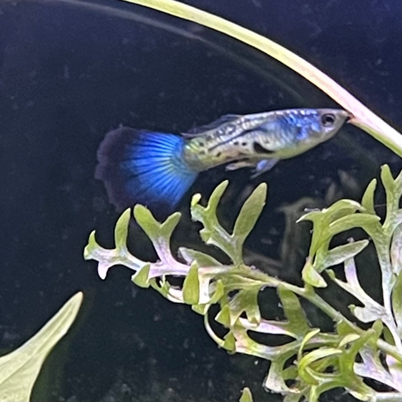 the-fish-farm Guppy Blue Sapphire Guppy - Male 3-4cm Buy male Blue Sapphire Guppy shipped direct from The Fish Farm Australia