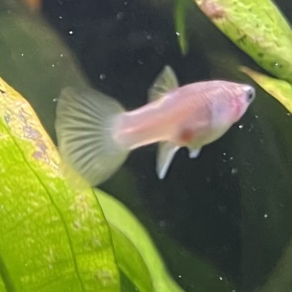 the-fish-farm Guppy Bumble Bee Guppy - Female 3-4cm Buy Bumble Bee Guppy Female direct from The Fish Farm