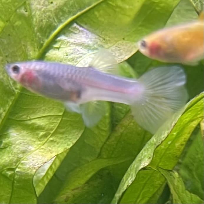 the-fish-farm Guppy Bumble Bee Guppy - Female 3-4cm Buy Bumble Bee Guppy Female direct from The Fish Farm